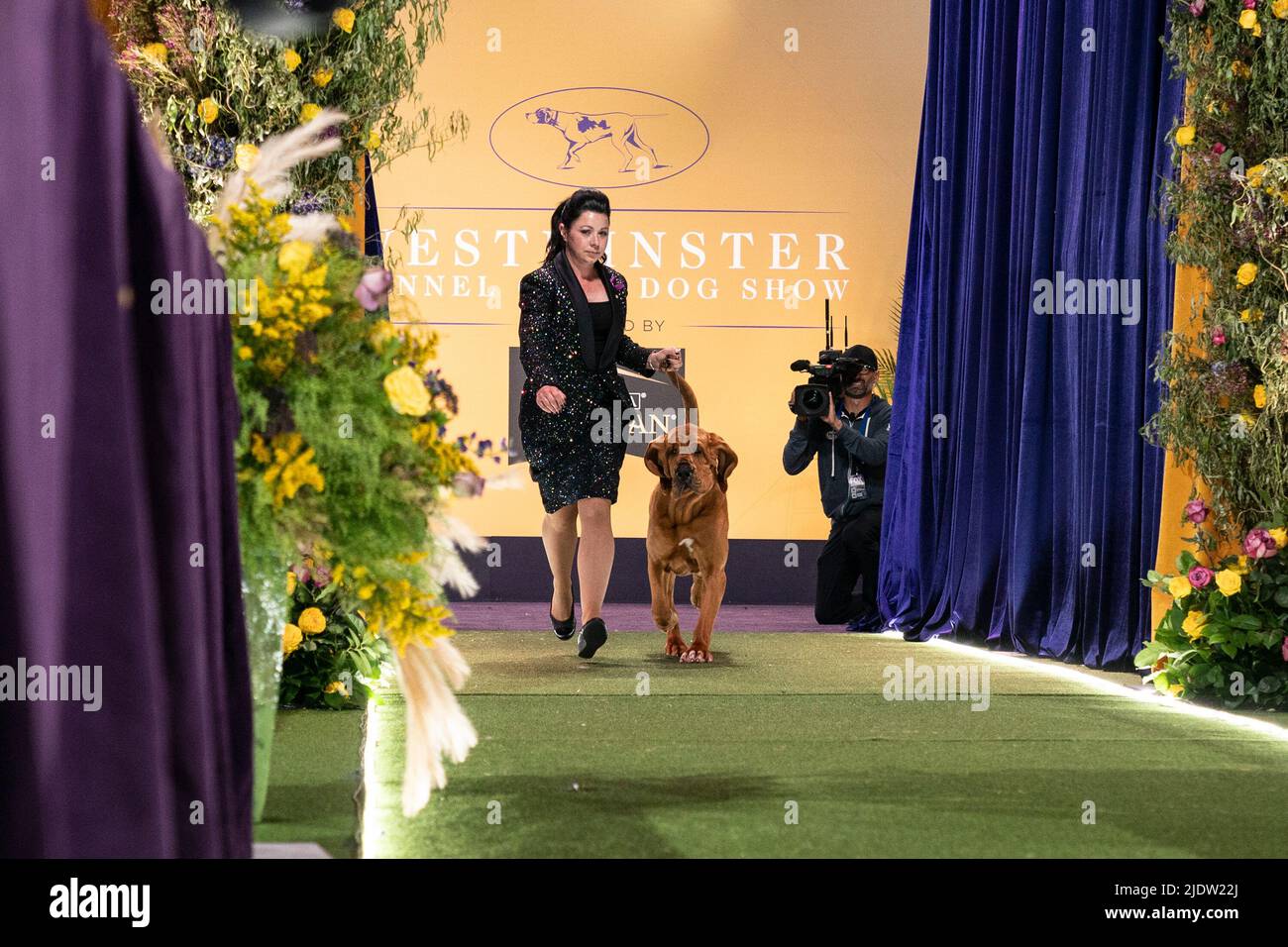 Tarrytown, United States. 22nd June, 2022. Bloodhound named Trumpet eventual winner of Best in Show enters final pitch for final competition at 146th annual Westminster Kennel Club show at Lyndhurst Mansion. Annual competition was held on the open grounds outside of New York City's usual location at Madison Square Garden because of the lingering COVID-19 pandemic. The dog Trumpet was handled by Heather Helmer. (Photo by Lev Radin/Pacific Press) Credit: Pacific Press Media Production Corp./Alamy Live News Stock Photo
