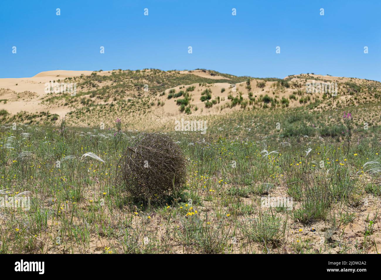 tumbleweed rolls on dry feather grass steppe Stock Photo