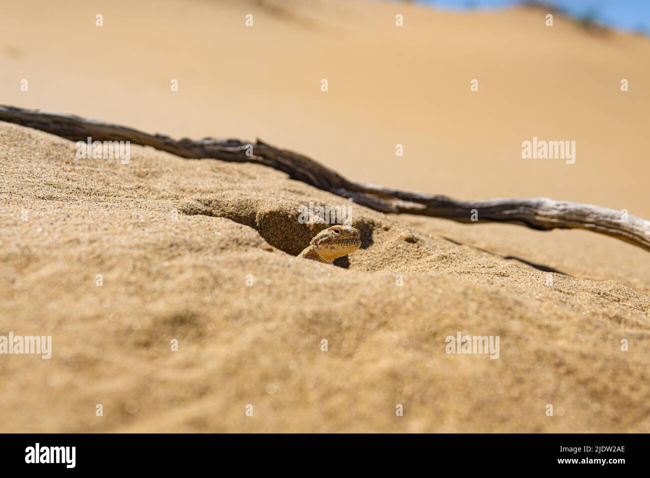 Desert lizard shelter hires stock photography and images Alamy