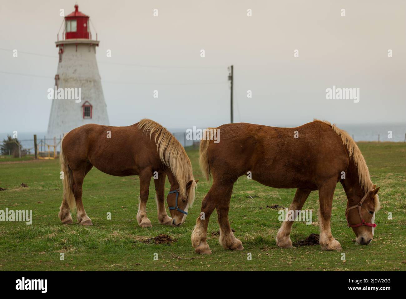 Blond' Belgian Draft horse aka Flanders Horse grazing on a farmland in the background of a light house, Prince Edward Island, Canada Stock Photo