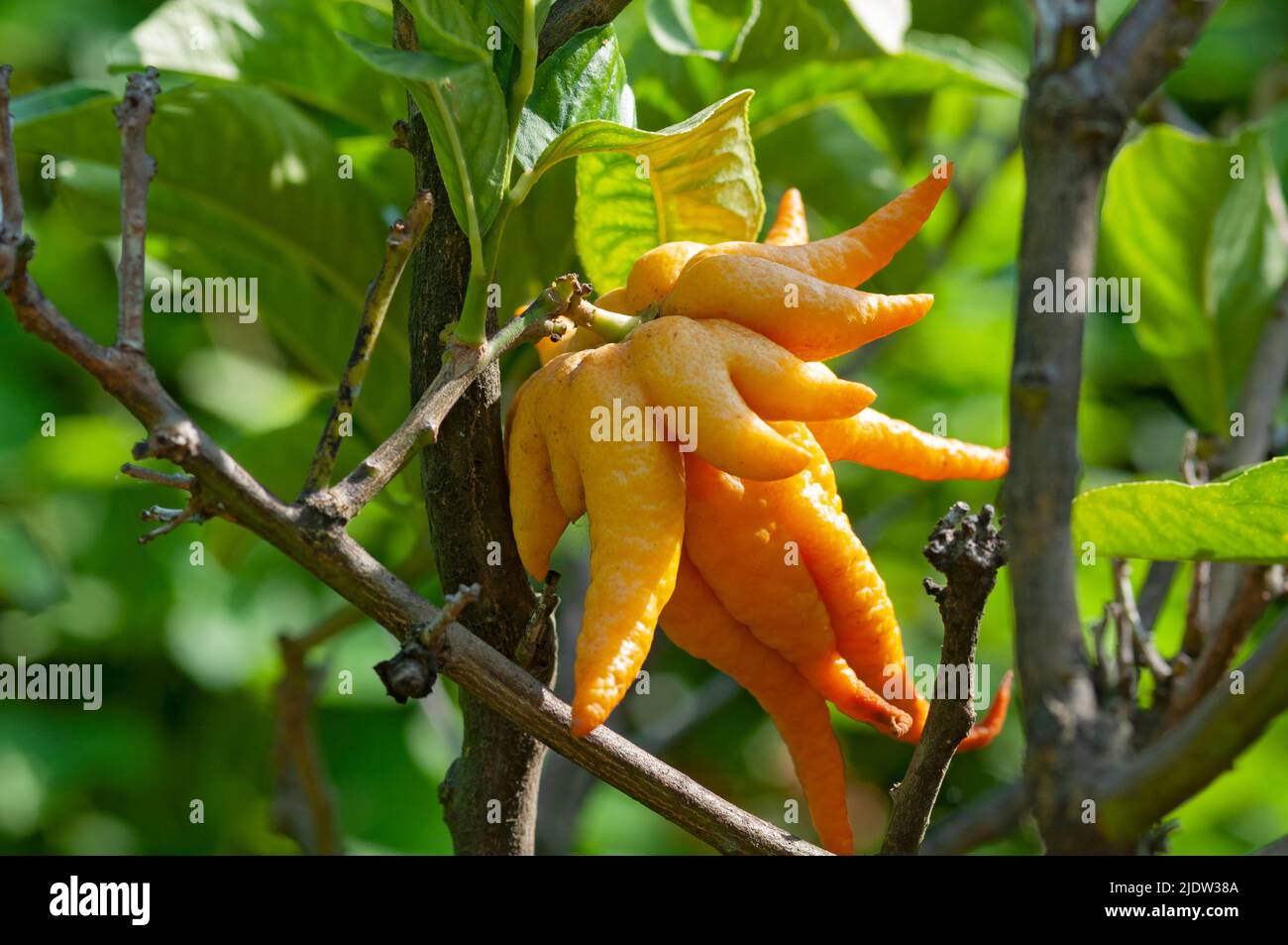 Italy, Liguria,  Buddha's Hand or Fingered Citron, Citrus Medica Var. Sarcodactylus Stock Photo