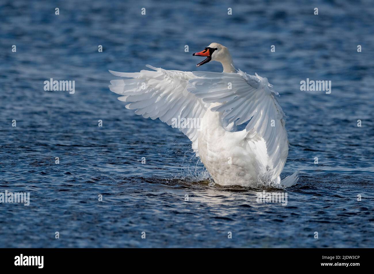 Mute swan (Cygnus olor) from Vejlerne, northern Denmark Stock Photo Alamy