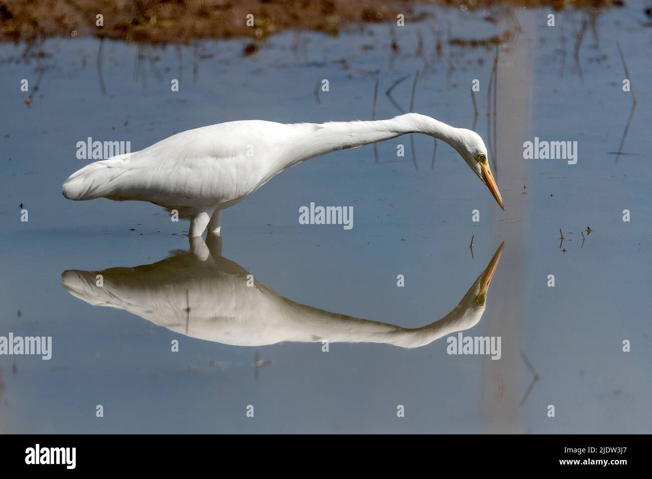 Hegre hi-res stock photography and images - Alamy