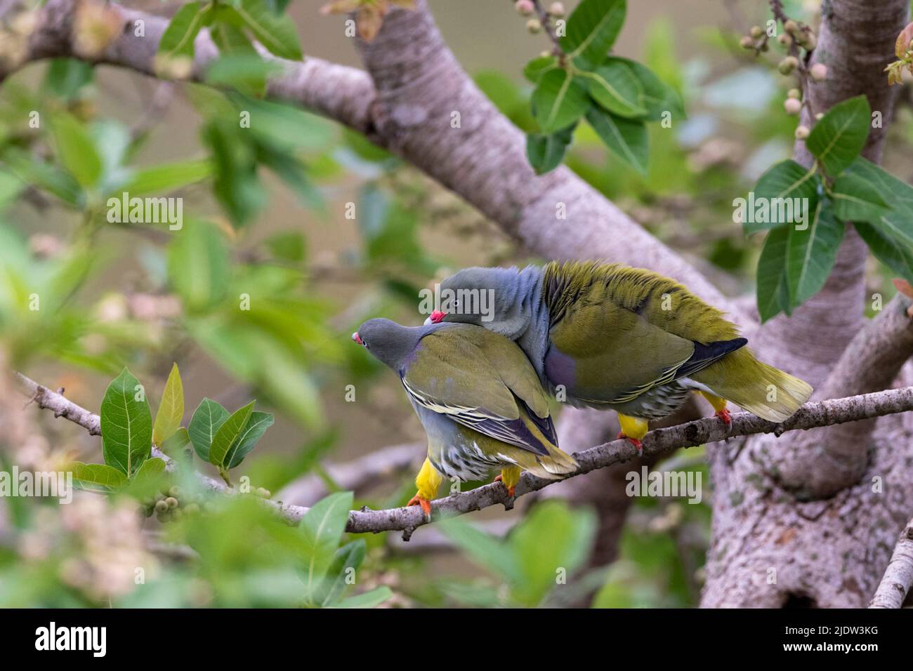 Pair of African green pigeon (Treron calvus) from Zimanga, South Africa. The male is courting the female. Stock Photo