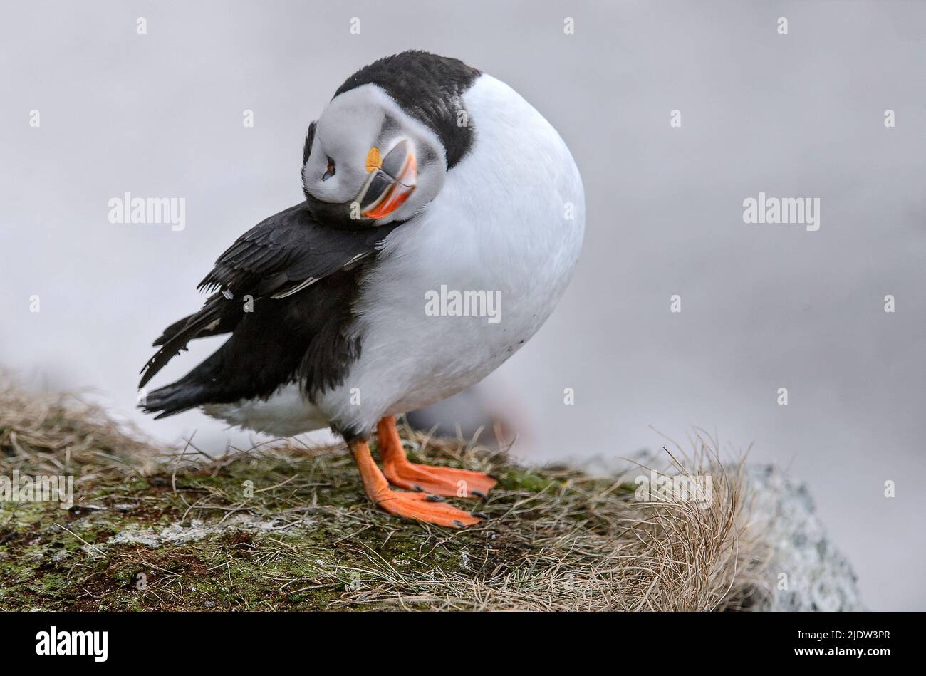 Atlantic puffin (Fratercula arctica) from the bird cliff at Hornøya, Finnmark, Norway. Stock Photo