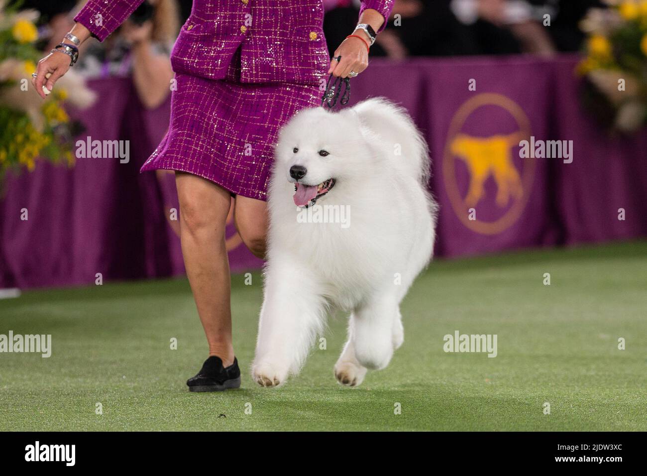June 22, 2022, Tarrytown, New York, United States: Samoyed, winner of Working Group competes in Best in Show final at 146th annual Westminster Kennel Club show at Lyndhurst Mansion. Annual competition was held on the open grounds outside of New York City's usual location at Madison Square Garden because of the lingering COVID-19 pandemic. (Credit Image: © Lev Radin/Pacific Press via ZUMA Press Wire) Stock Photo