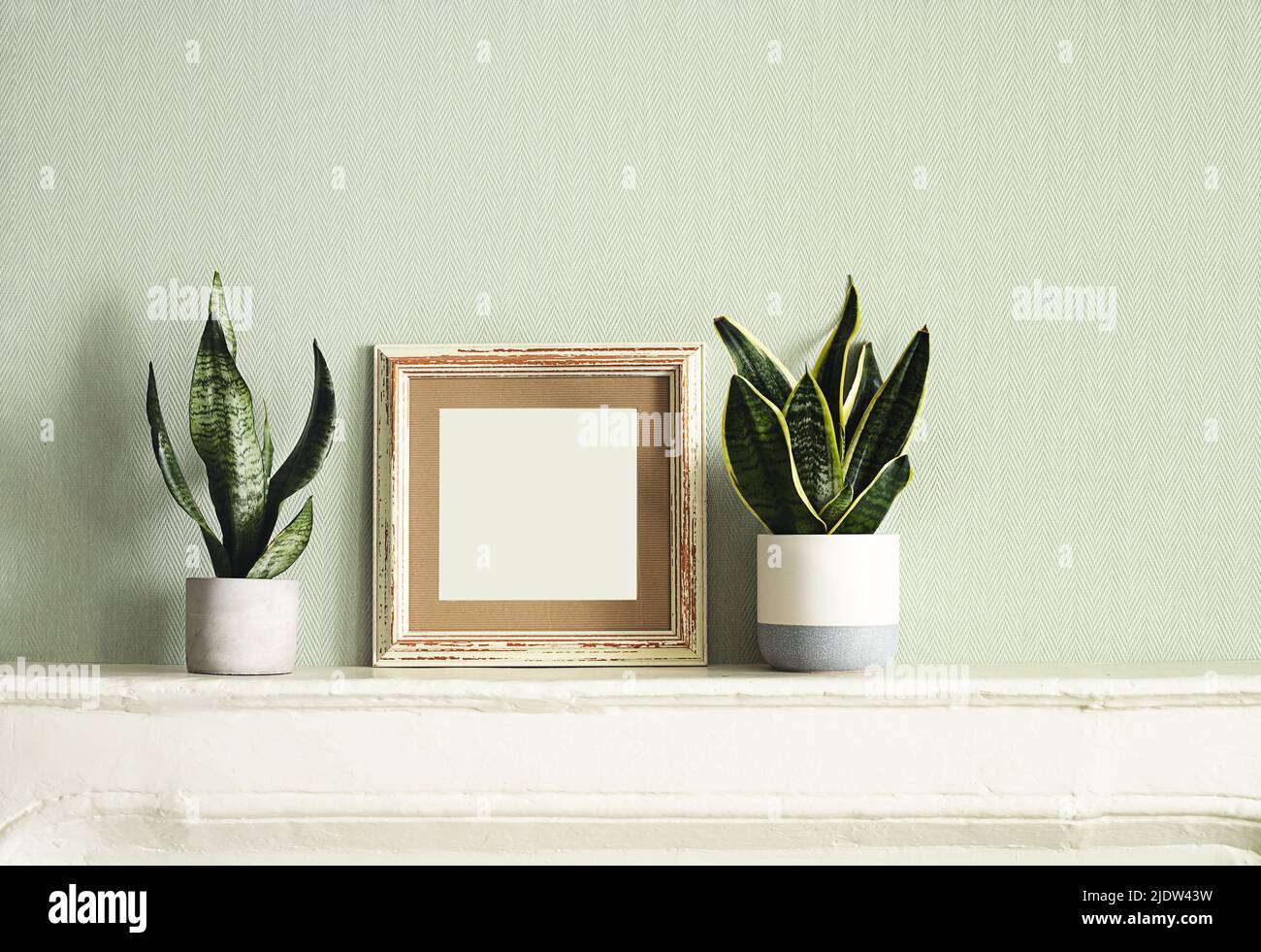 Wooden mock up photo frame and home plants of sansevieria or snake plant on a white old shelf Stock Photo