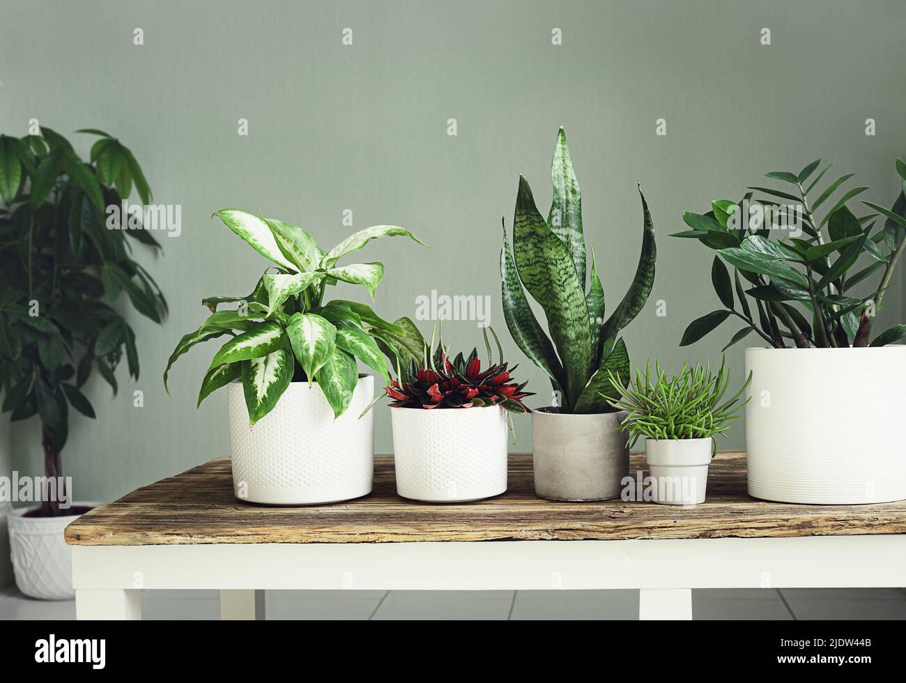 A variete of house plants on a wooden table, indoor garden concept Stock Photo