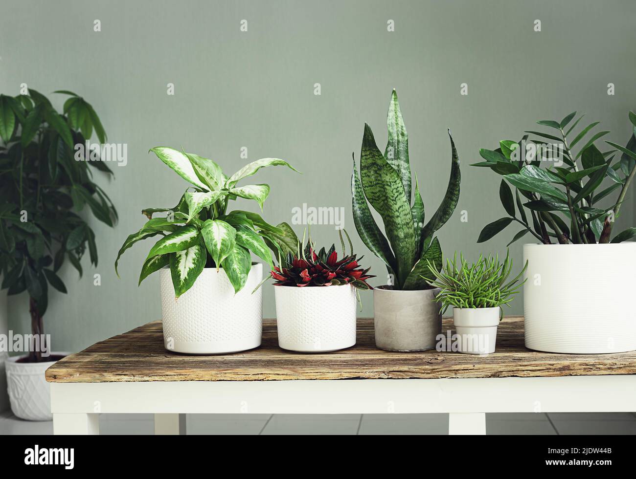 Dieffenbachia plants hi-res stock photography and images - Alamy