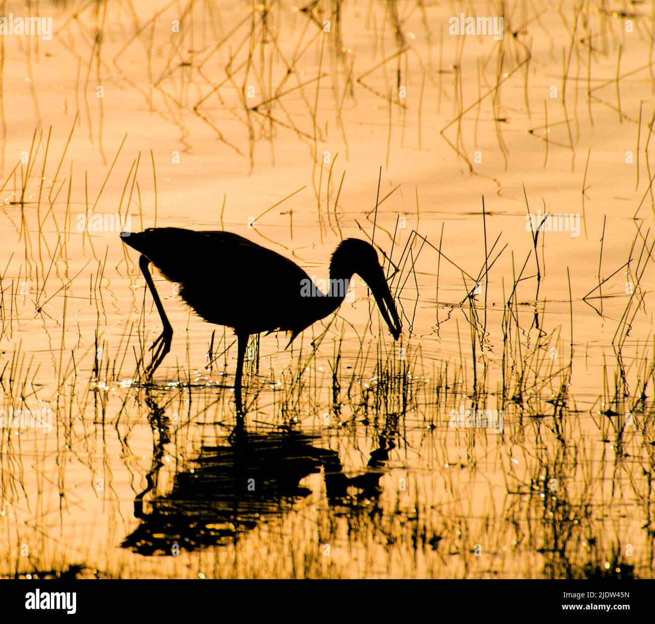 Asian openbill (Anastomus oscitans) searching for food in tadoba NP, India. Stock Photo