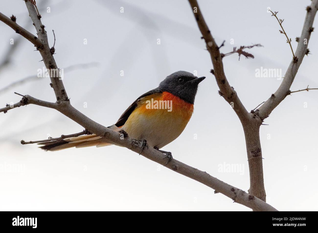 Small minivet (Pericrocotus cinnamomeus) from Jawai, Rajasthan, India