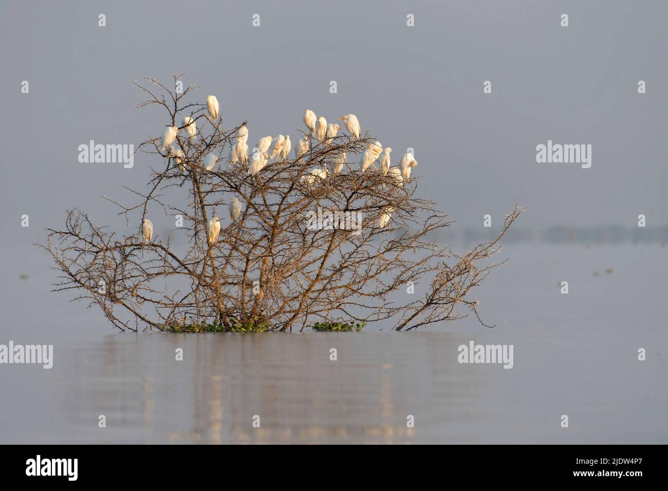 Colony of Cattle Egrets (Bulbulcus ibis) resting in a submerged acasia tree in Lake Naivasha, Kenya. Stock Photo