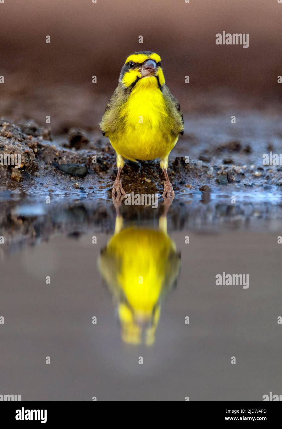 Yellowfronted canary (Crithagra mozambica) from Zimanga, South Africa