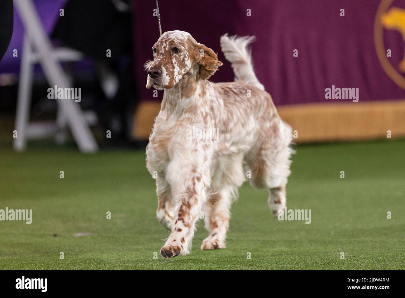 June 22, 2022, Tarrytown, New York, United States: English Setter, winner of Sporting Group competes in Best in Show final at 146th annual Westminster Kennel Club show at Lyndhurst Mansion. Annual competition was held on the open grounds outside of New York City's usual location at Madison Square Garden because of the lingering COVID-19 pandemic. (Credit Image: © Lev Radin/Pacific Press via ZUMA Press Wire) Stock Photo