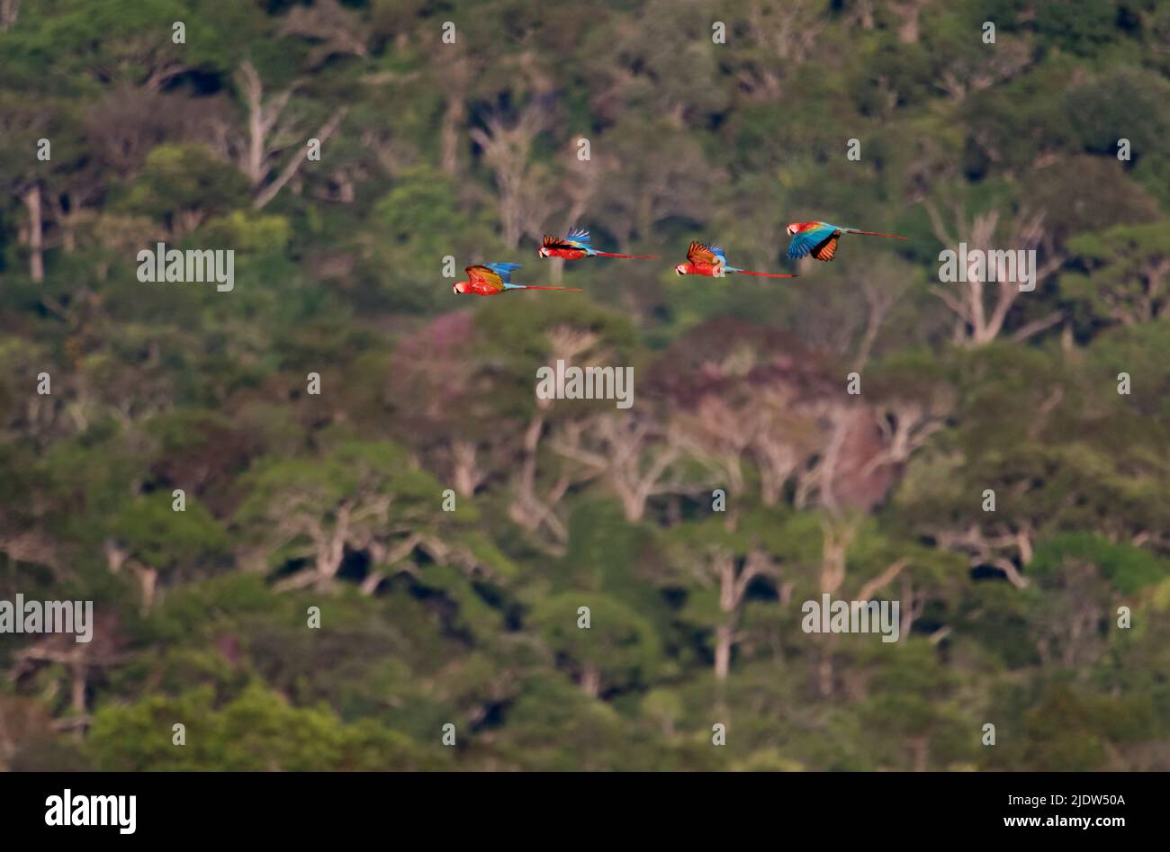 A group of Scarlet Mcaws flying over the Amazon canopy in Brazil. Stock Photo