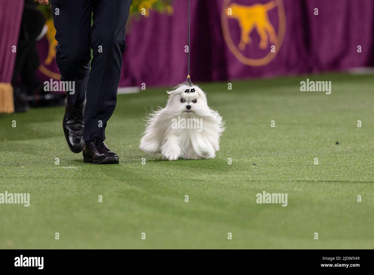 June 22, 2022, Tarrytown, New York, United States: Maltese, winner of Toy Group competes in Best in Show final at 146th annual Westminster Kennel Club show at Lyndhurst Mansion. Annual competition was held on the open grounds outside of New York City's usual location at Madison Square Garden because of the lingering COVID-19 pandemic. (Credit Image: © Lev Radin/Pacific Press via ZUMA Press Wire) Stock Photo
