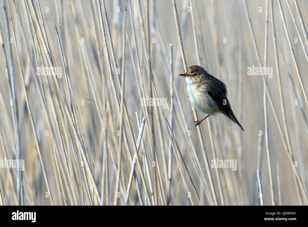 Eurasian reed warbler (Acrocephalus scirpaceus) from Vejlerne, northern Denmark. Stock Photo