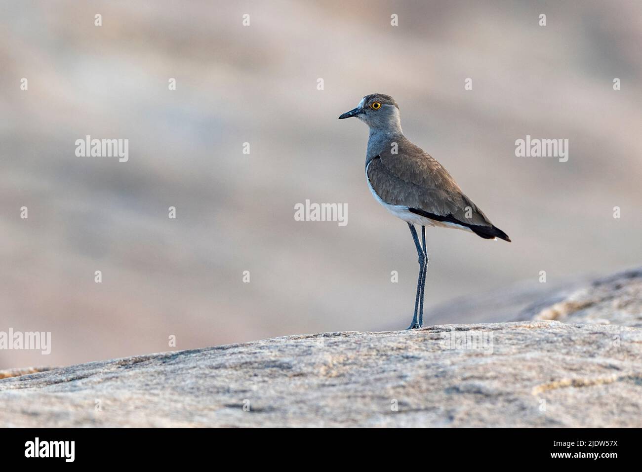 Vanellus lugubris hires stock photography and images Alamy