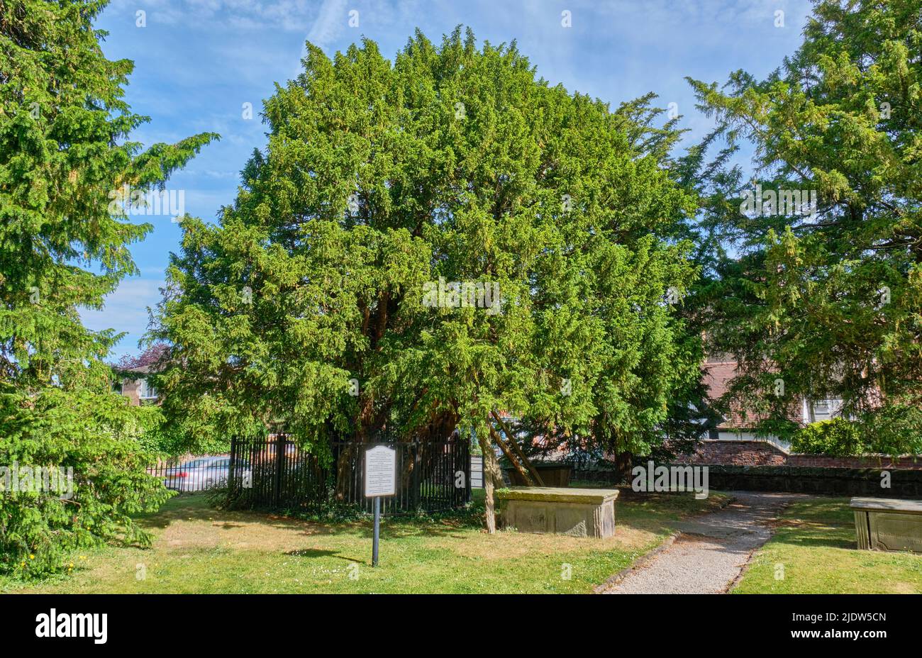 Yew tree at St Mary-the-Virgin Church, Overton-on-Dee, Wrexham, Wales Stock Photo