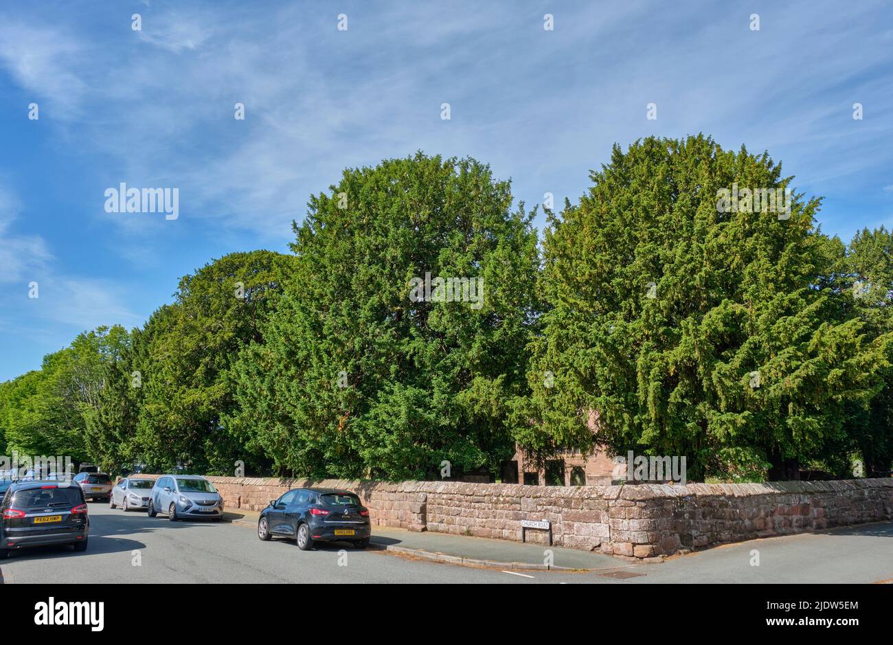 Yew trees at St Mary-the-Virgin Church, Overton-on-Dee, Wrexham, Wales Stock Photo