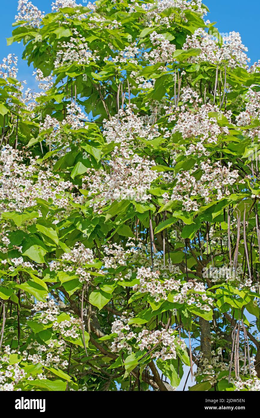 Flowering bean tree, Catalpa, in summer Stock Photo