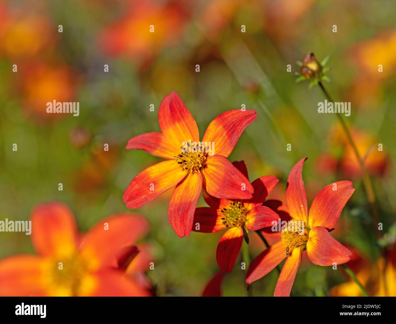 Flowering bidens in a close-up Stock Photo