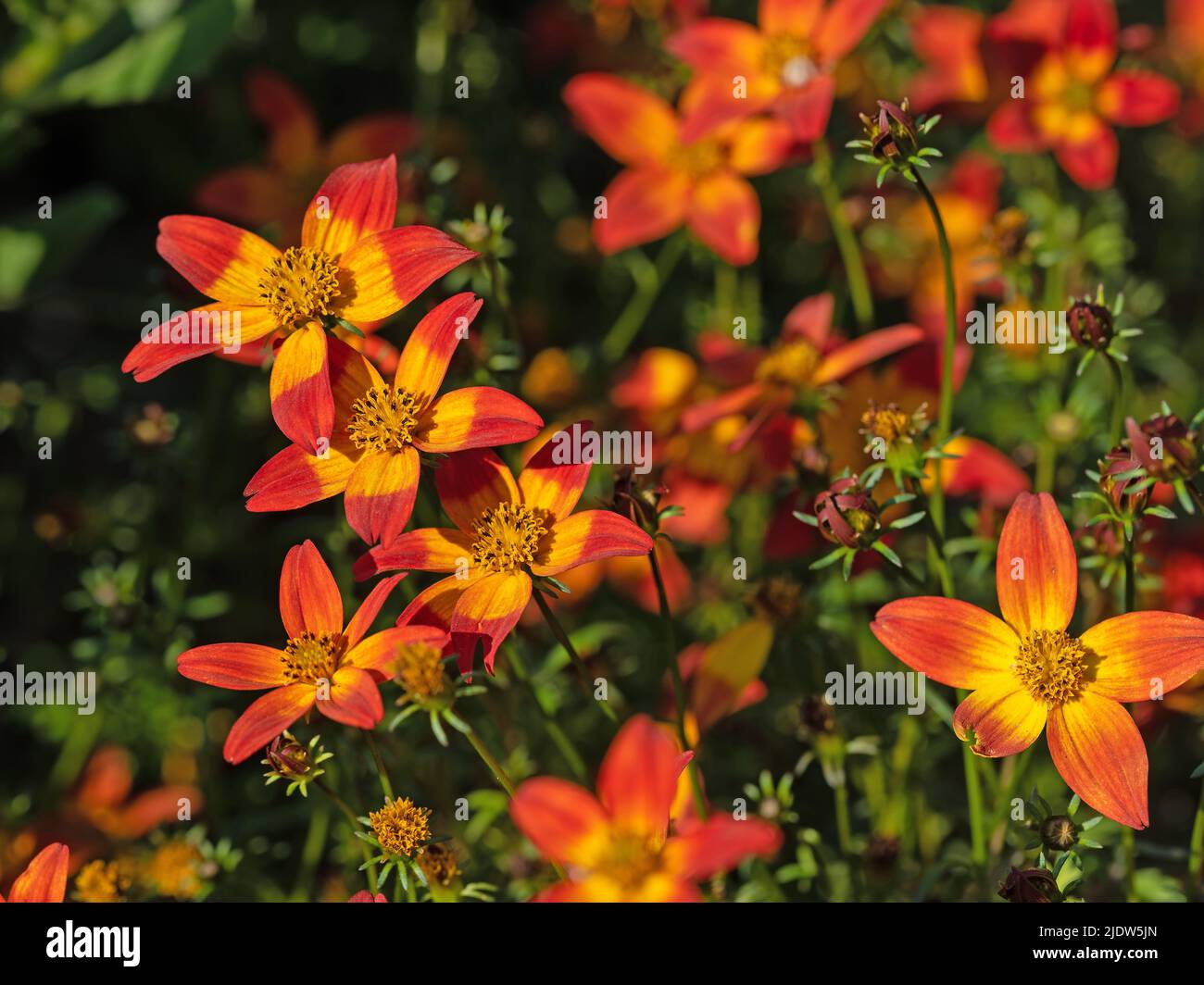 Flowering bidens in a close-up Stock Photo