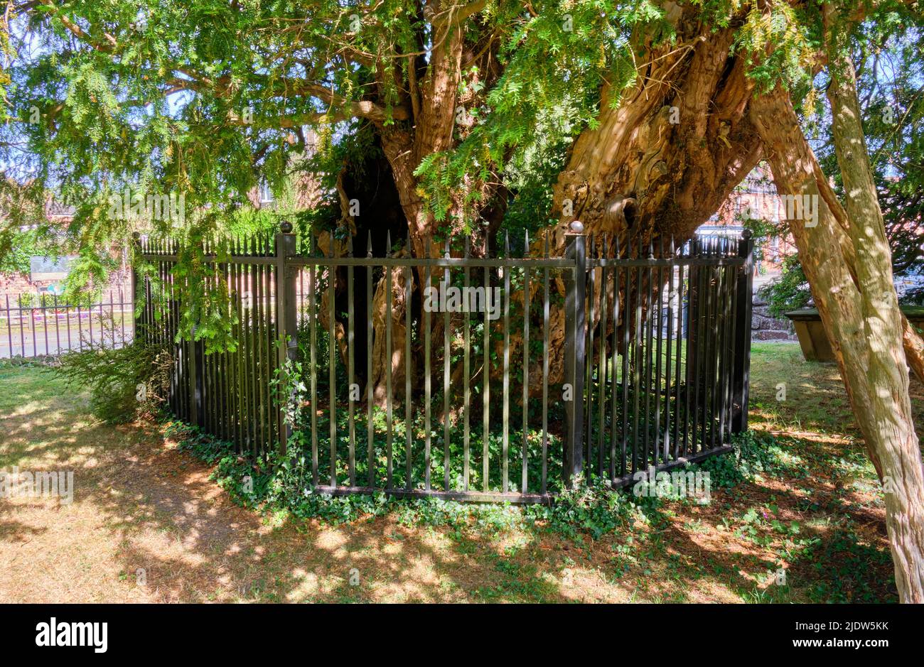 Yew tree at St Mary-the-Virgin Church, Overton-on-Dee, Wrexham, Wales Stock Photo