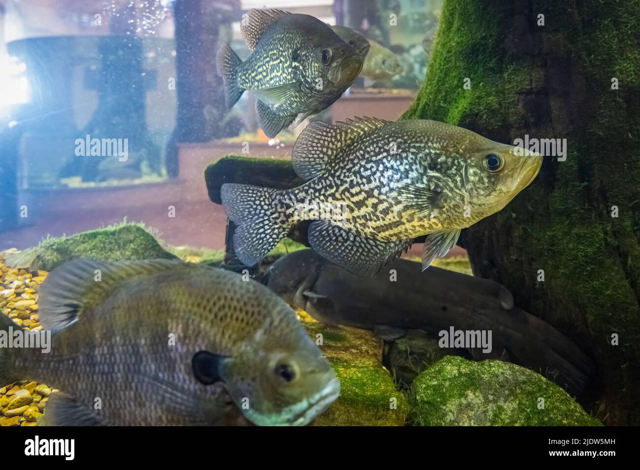 Native freshwater fish exhibit with multiple aquariums at Lake Dardanelle State Park Visitor Center in Russellville, Arkansas. (USA) Stock Photo