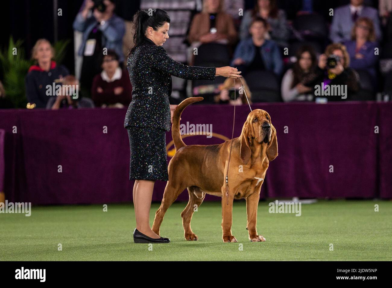 June 22, 2022, Tarrytown, New York, United States: Bloodhound named Trumpet won Best in Show at 146th annual Westminster Kennel Club show competes in final at Lyndhurst Mansion. Annual competition was held on the open grounds outside of New York City's usual location at Madison Square Garden because of the lingering COVID-19 pandemic. The dog Trumpet was handled by Heather Helmer. (Credit Image: © Lev Radin/Pacific Press via ZUMA Press Wire) Stock Photo