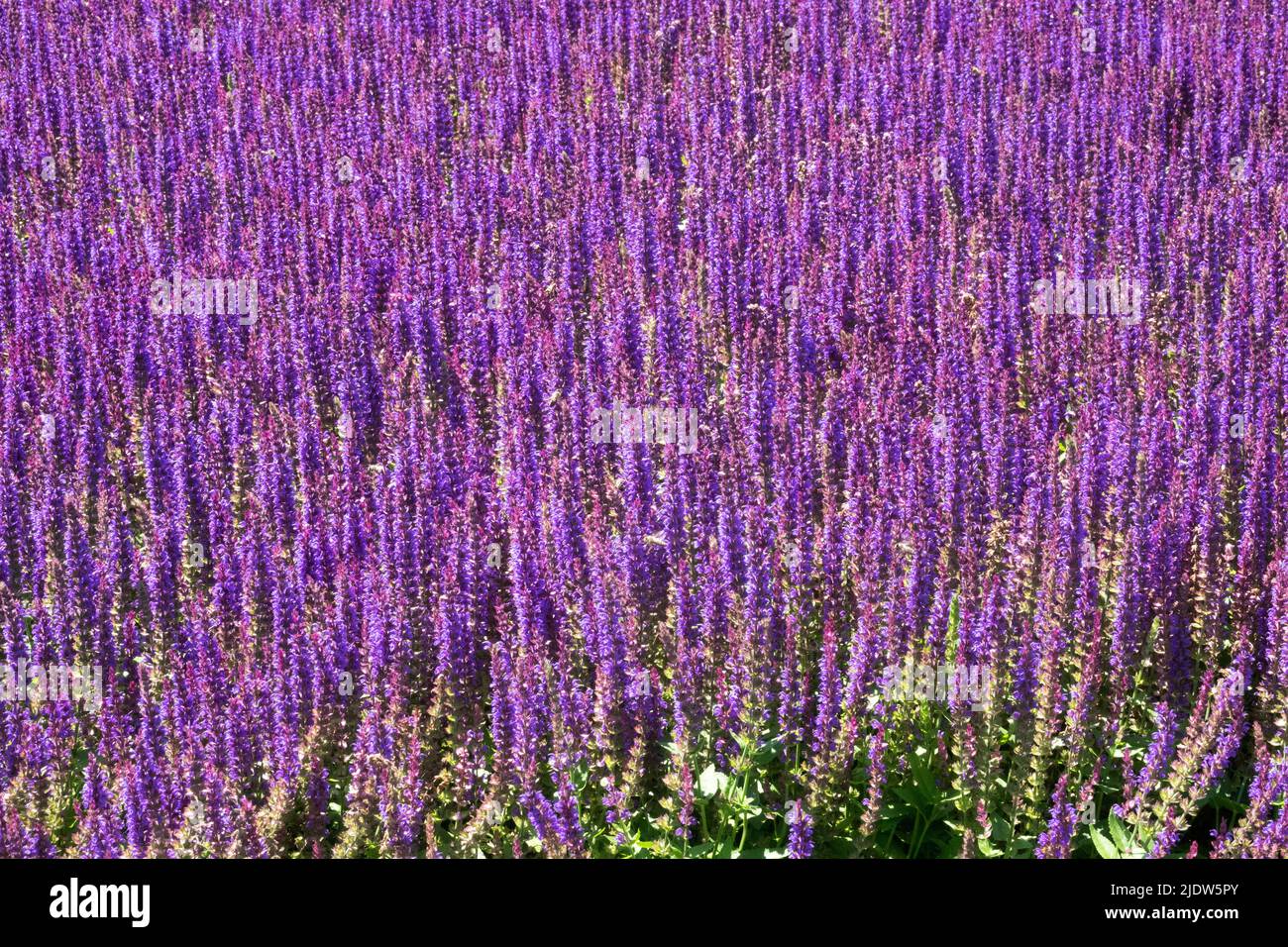 Purple Background, Meadow Sage, Salvias, Salvia nemorosa, Salvia Ostfriesland flowers in June Stock Photo