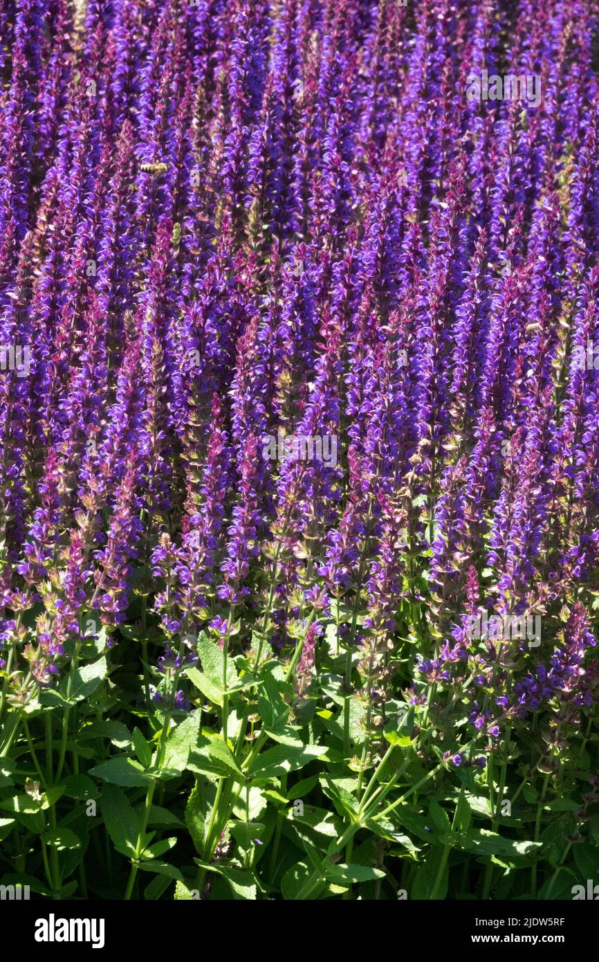 Salvia nemorosa 'Ostfriesland',Salvia Ostfriesland, Purple, Meadow Sage, Blooming, Flowers, Garden Stock Photo