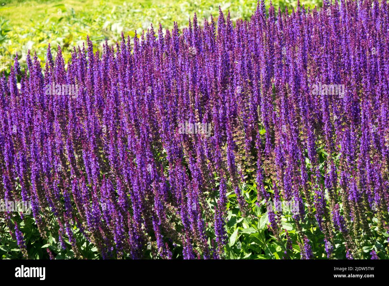 Salvia nemorosa 'Ostfriesland',Salvia Ostfriesland, Purple, Meadow Sage, Blooming, Flowers, Garden Stock Photo