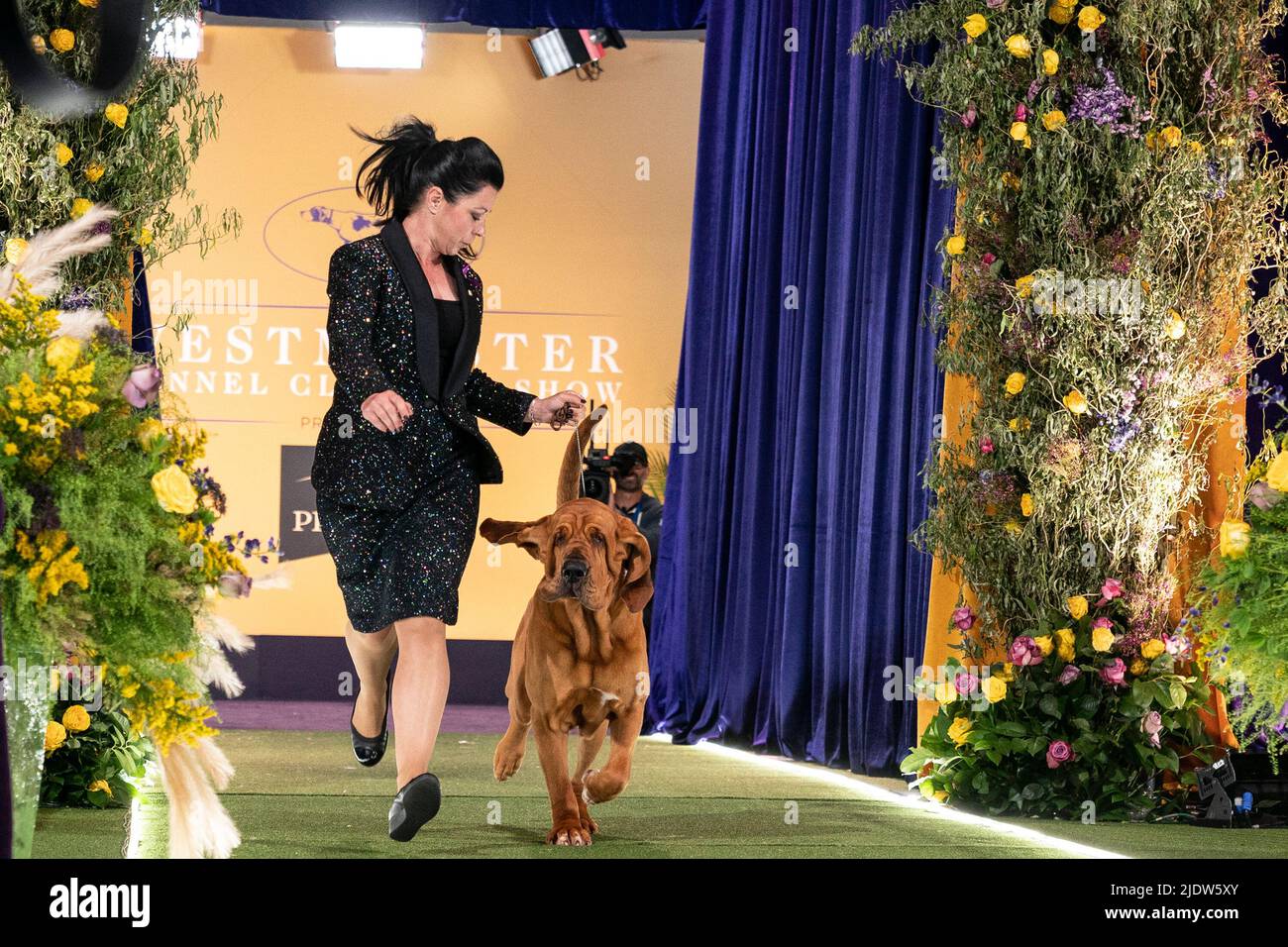 June 22, 2022, Tarrytown, New York, United States: Bloodhound named Trumpet eventual winner of Best in Show enters final pitch for final competition at 146th annual Westminster Kennel Club show at Lyndhurst Mansion. Annual competition was held on the open grounds outside of New York City's usual location at Madison Square Garden because of the lingering COVID-19 pandemic. The dog Trumpet was handled by Heather Helmer. (Credit Image: © Lev Radin/Pacific Press via ZUMA Press Wire) Stock Photo