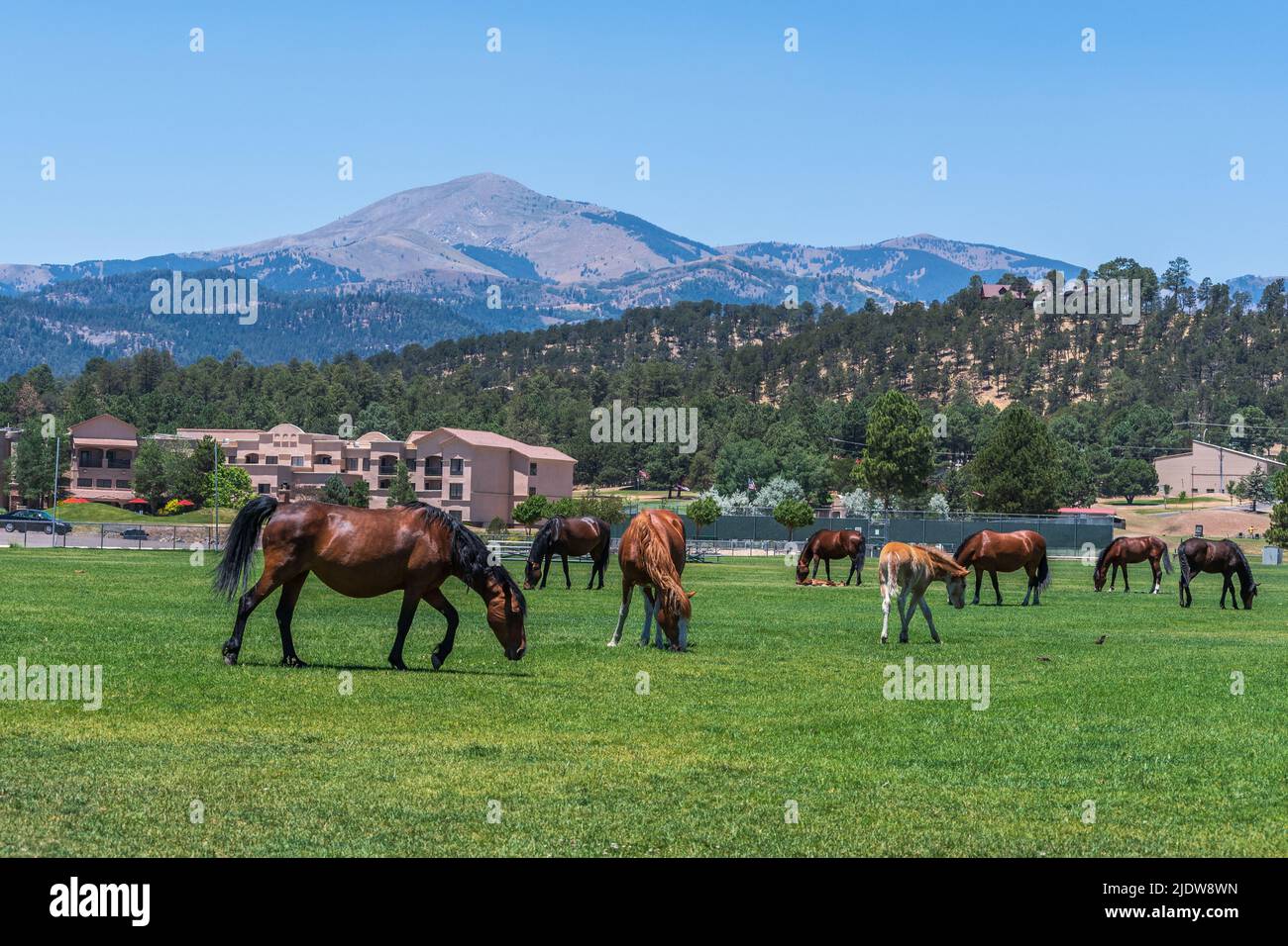 Wild horses of Lincoln County and Sierra Blanca Mountain Peak in Ruidoso, New Mexico. Stock Photo