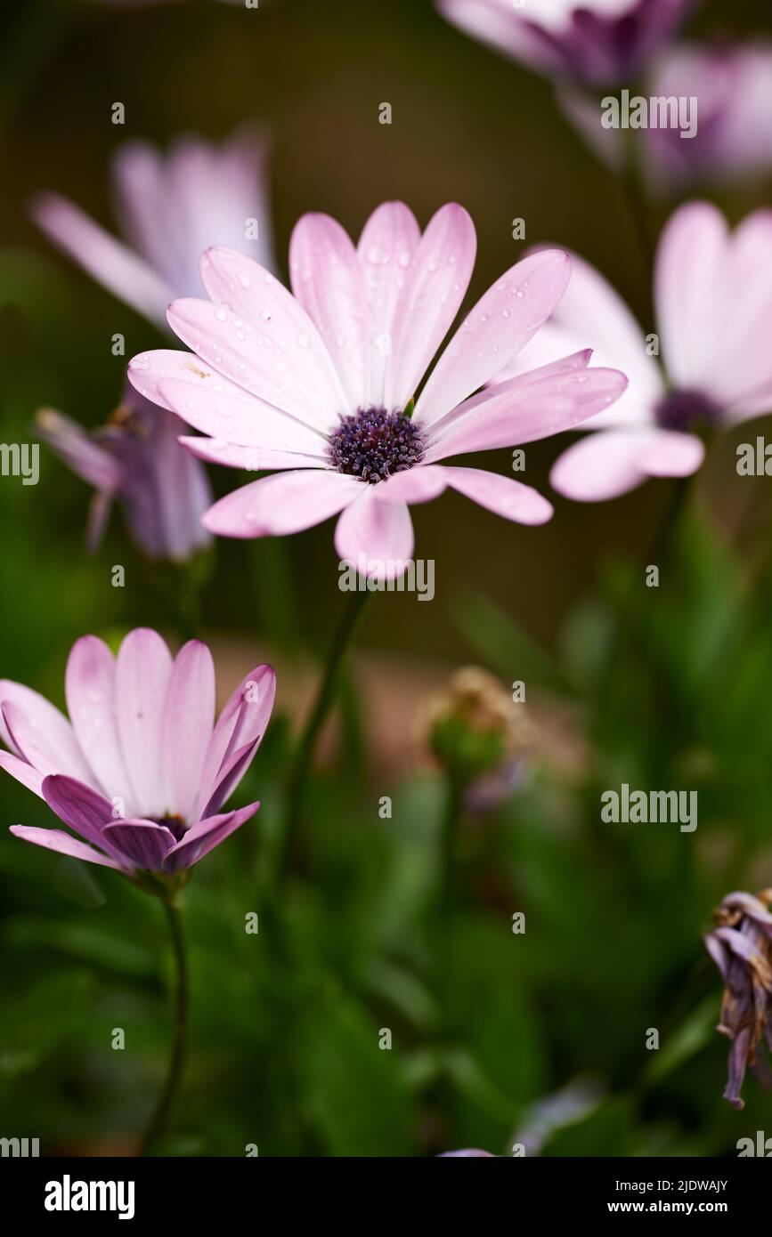 Closeup of pink daisy composite flower growing singly at end of branches in a field in summer. Many beautiful plants blooming in nature. Garden filled Stock Photo