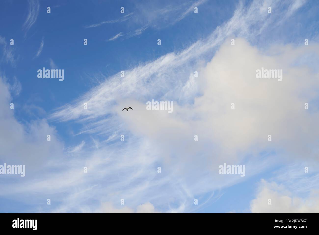 Copyspace of a bird flying in the sky with white clouds from below ...