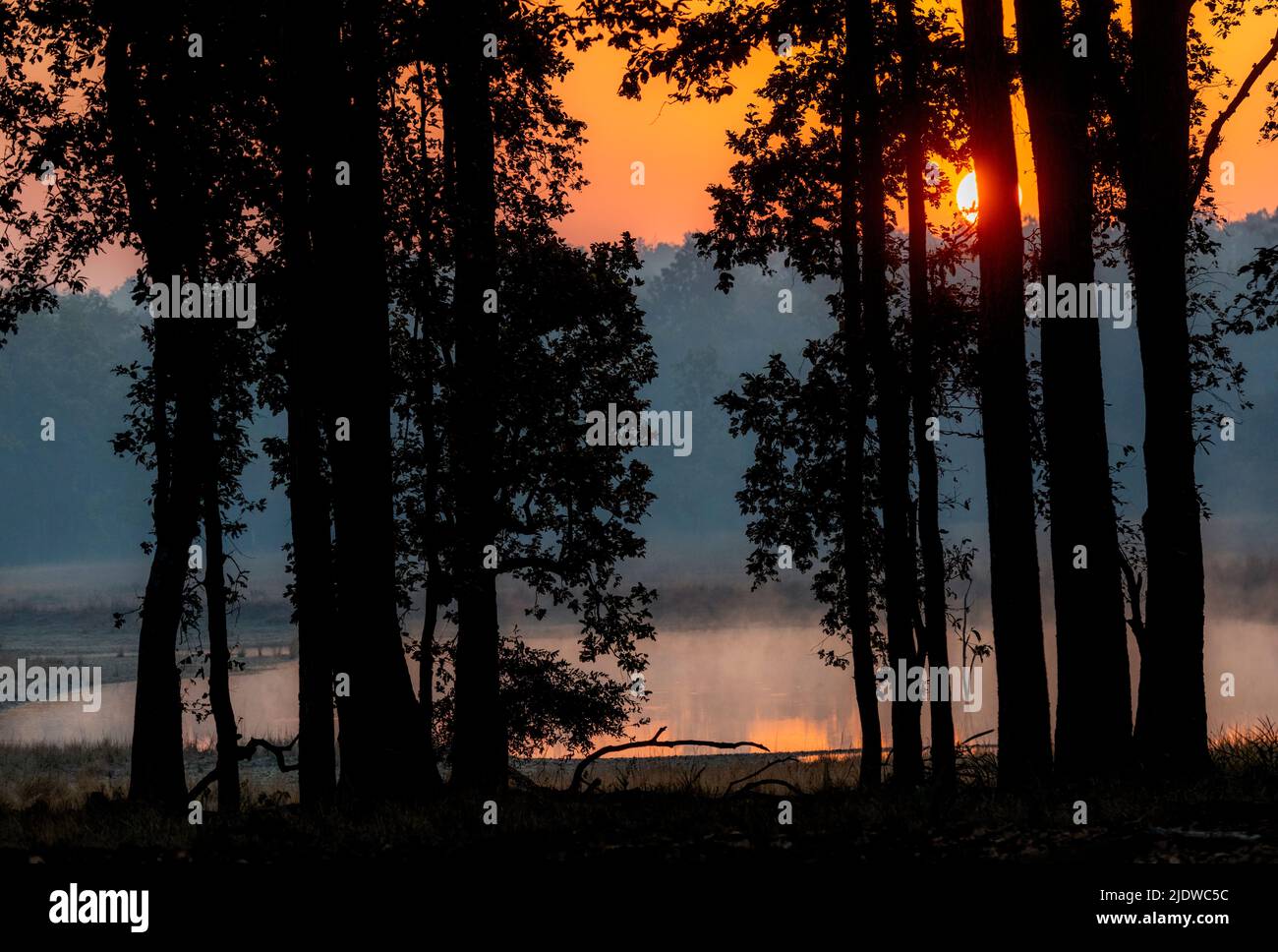 Sunrise through the forest of Shala trees (Shorea robusta) in Kanha National Park, Madhya Pradesh, India. Stock Photo