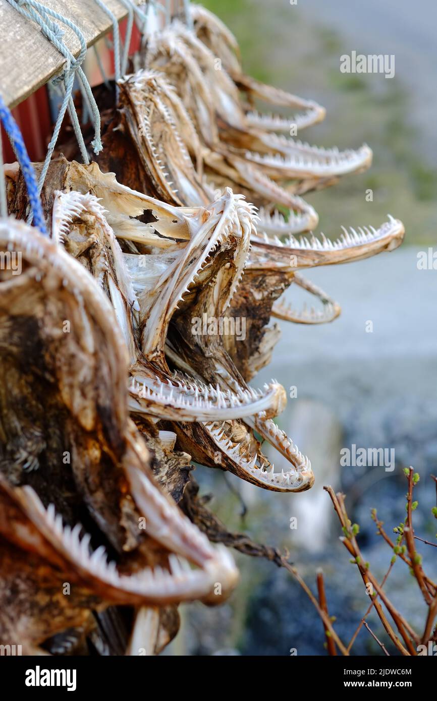 Norway air dried air dry drying racks hanging food hires stock