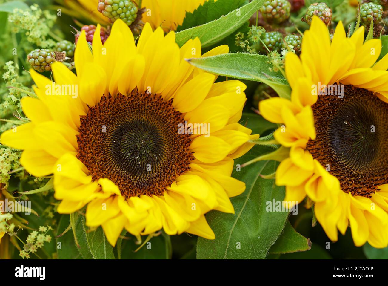 Closeup of a yellow sunflower bouquet. Two large bright sunflowers in a farm style floral arrangement with green leaves and petals. Rustic rural Stock Photo