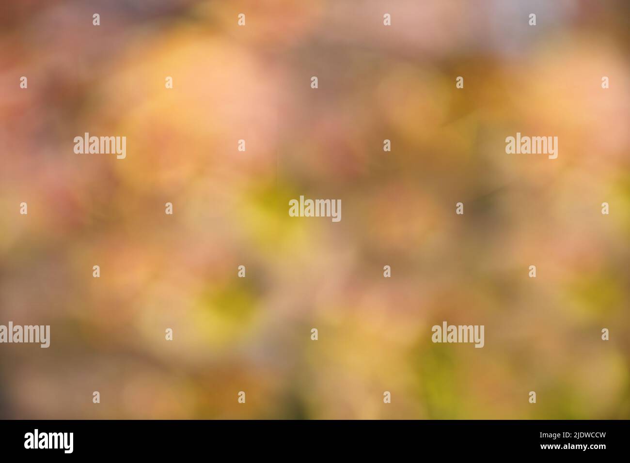 Abstract blurred background in autumn shades and colors. Autumn blurred background. Defocus colorful leaves abstract backdrop with sun flares. Orange Stock Photo