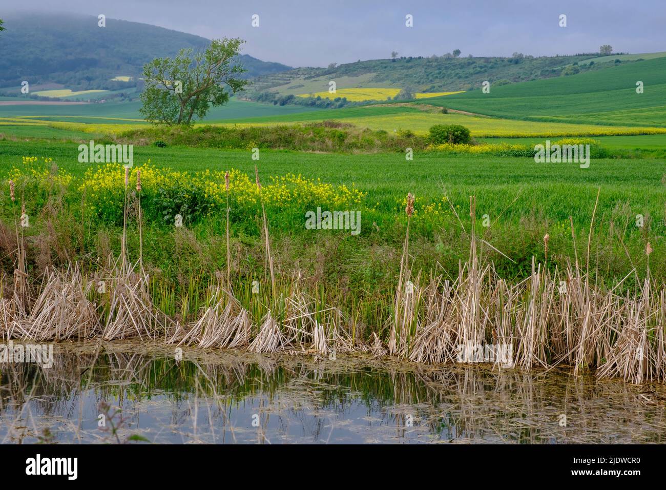 Spain, Rioja District.  Farmers' Fields along the Camino de Santiago, approaching Santo Domingo de la Calzada,  Canola growing in the fields. Stock Photo