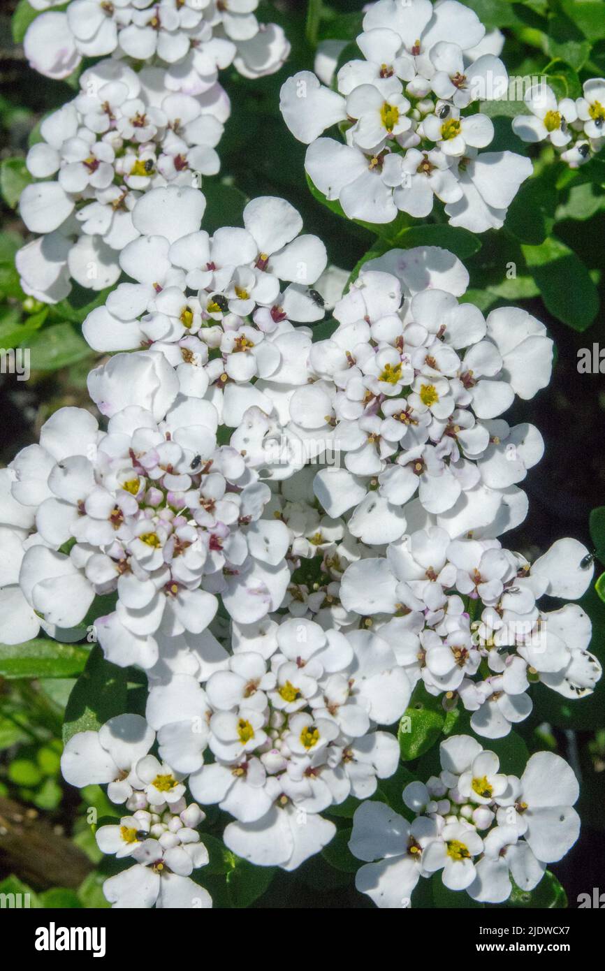 White, Evergreen candytuft, Iberis, Candytuft, Blooming, Iberis sempervirens, Iberis 'Masterpiece', Flowers, Garden, Plant Stock Photo