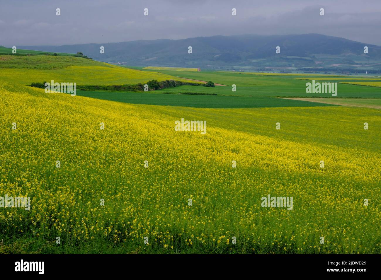 Spain, Rioja District.  Farmers' Fields along the Camino de Santiago, approaching Santo Domingo de la Calzada,  Canola growing in the fields. Stock Photo