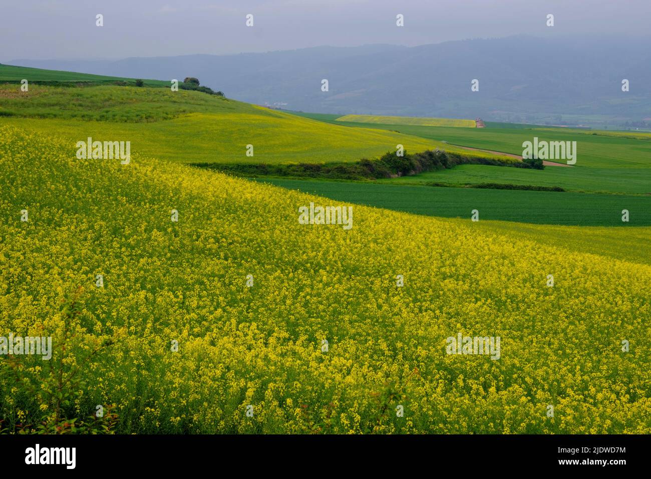 Spain, Rioja District.  Fields of Canola along the Camino de Santiago, approaching Santo Domingo de la Calzada. Stock Photo