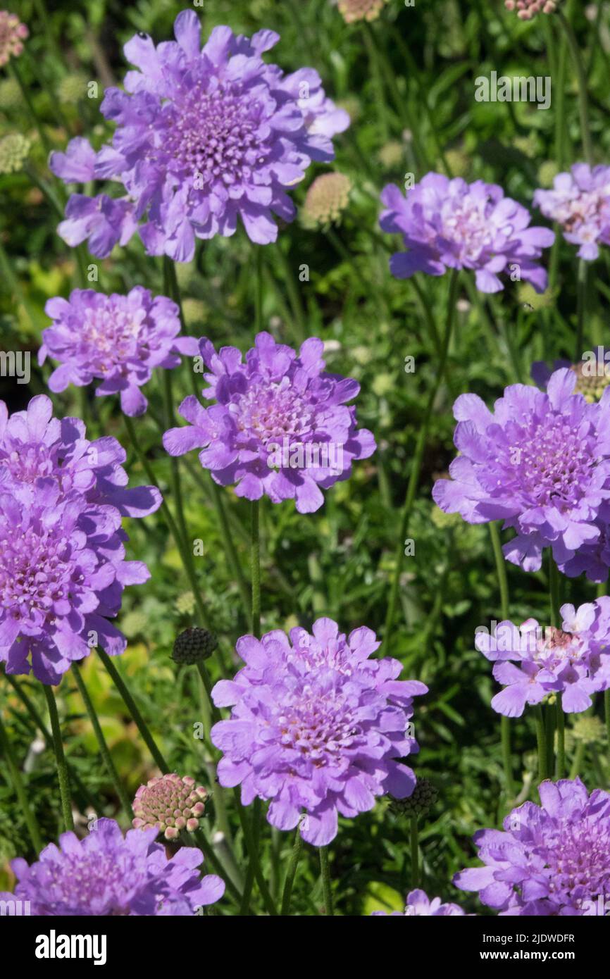Scabiosa columbaria, Blue,Scabiosa, Flowers, Perennial, Summer, Plant Blooming, Garden, Flower Stock Photo