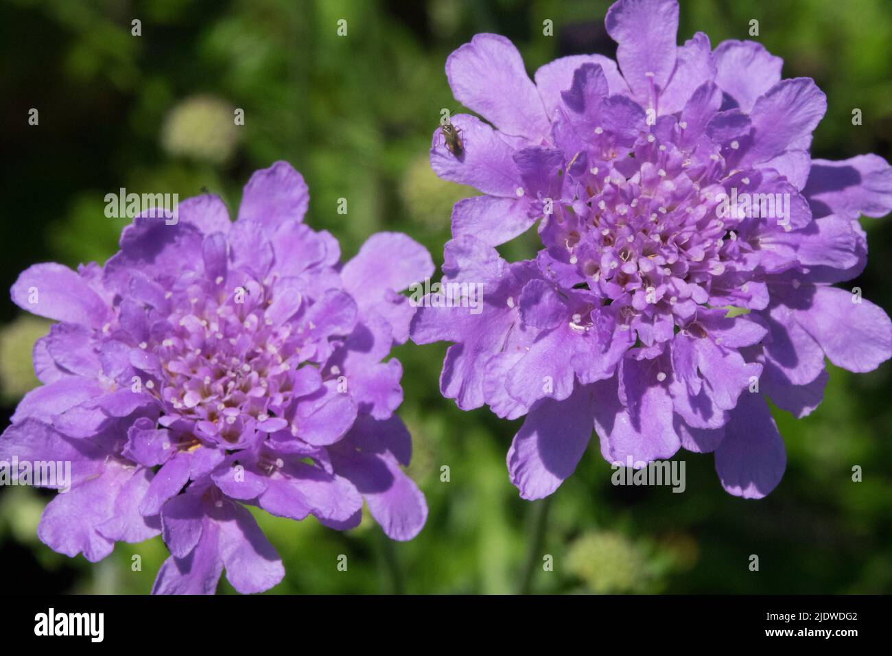 Scabiosa columbaria, Blue,Scabiosa, Flowers, Perennial, Summer, Plant Stock Photo