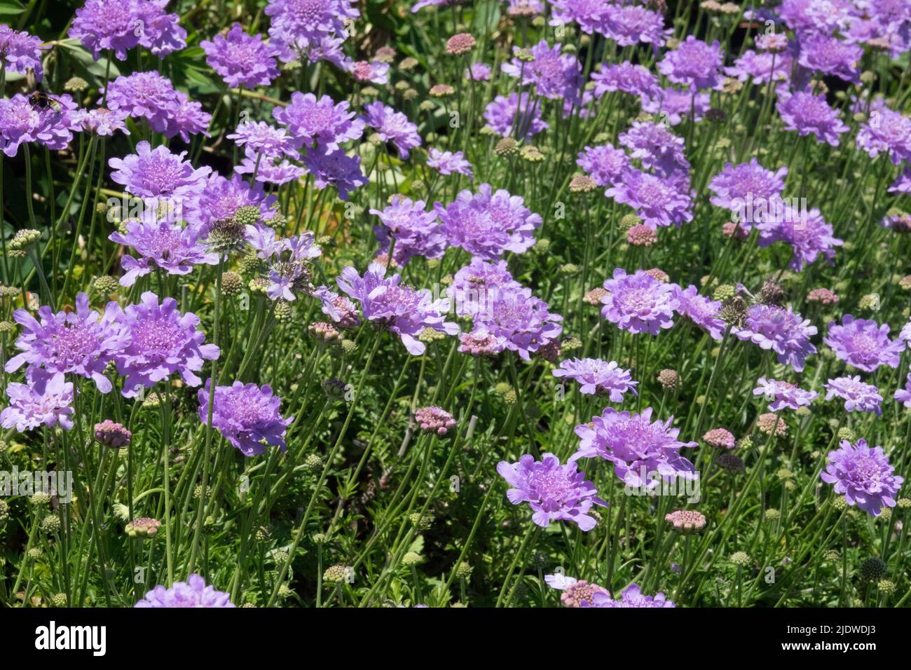 Scabiosa columbaria, Blue,Scabiosa, Flowers, Perennial, Summer, Plant Garden Stock Photo