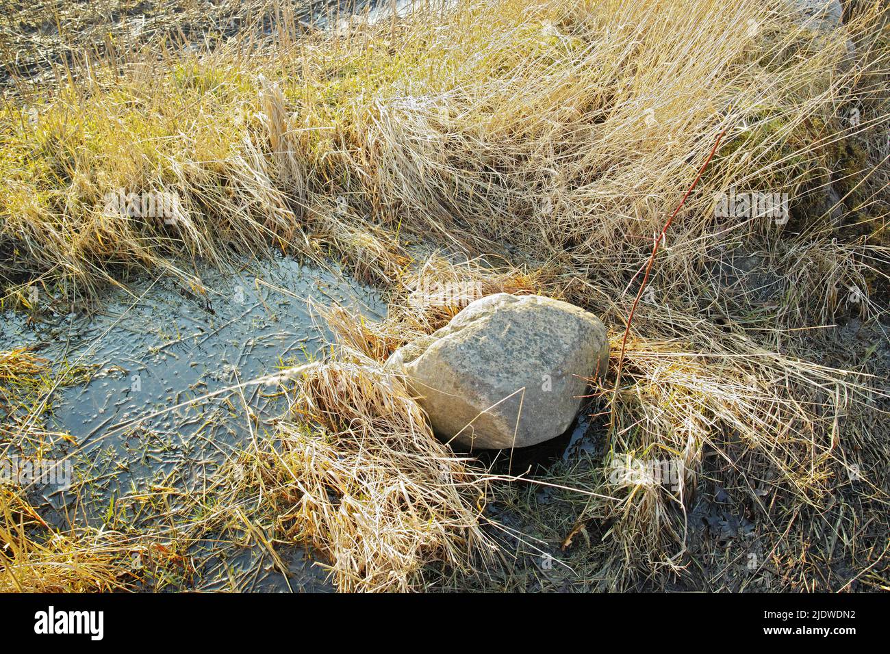 Dry arid grass and big rock on a swamp riverbed in Jutland, Denmark. Rustic nature landscape and background of uncultivated marshland with reeds Stock Photo
