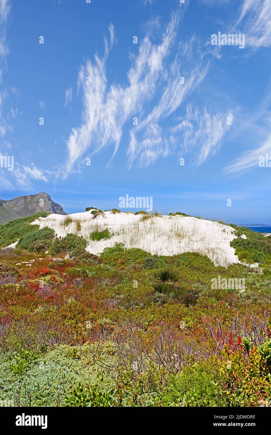 Colorful shrubs on a sandy hill by the seaside on a sunny day outside. Landscape of indigenous South African plants near the coast in a national park Stock Photo